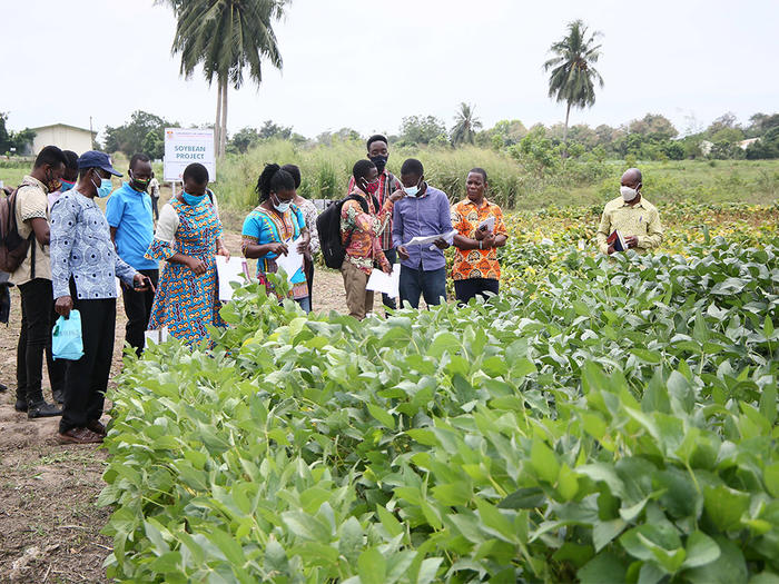 Assessment of soybean on the field